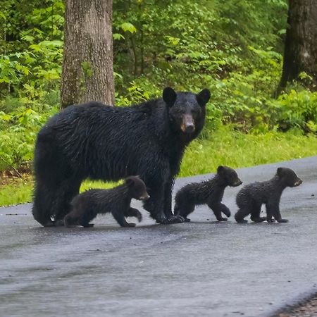 Bear Den, Hot Tub, 1089 Of Free Attraction Tickets For Each Paid Day, Dollywood And More! Sevierville Exterior foto